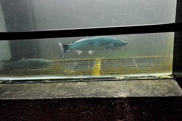 viewing fish in the Fish Ladder
